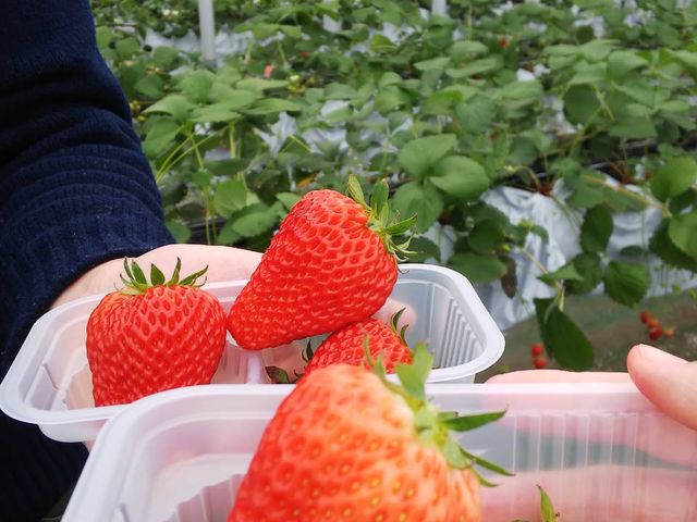 ビックサイズ!!_フルーツパーク ベリーの森 いわて