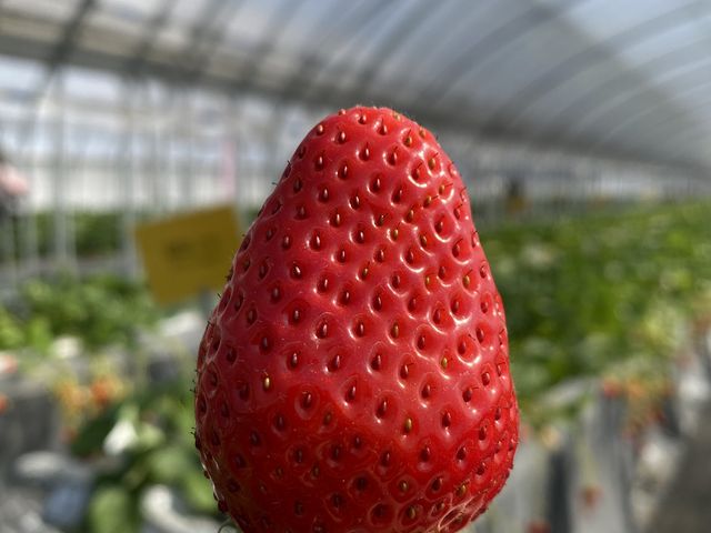 いただきます!_ちあきのいちご園