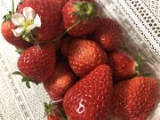 かずさんのいちご狩り専門園いちごハウス木場の投稿写真1