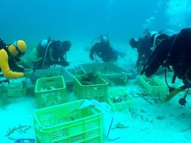 石垣島で珊瑚の移植作業!_アインダイビングスクール