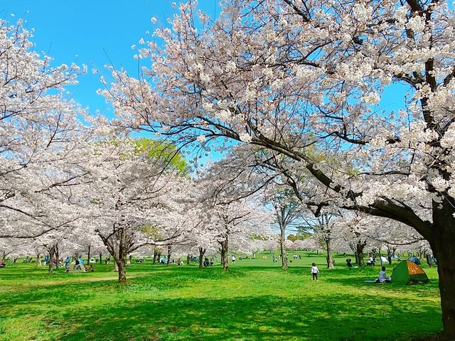 桜満開、春の舎人公園_舎人公園
