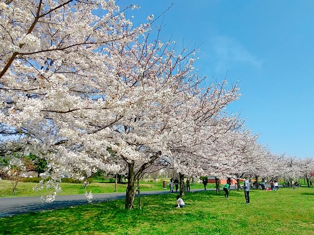 桜満開、春の舎人公園_舎人公園