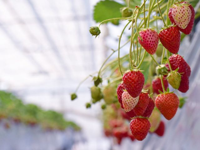 真っ赤な苺がたわわに実っていました。_Yokohama Very Berry