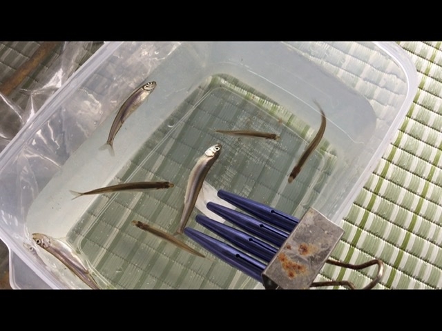 ワカサギ_わかさぎ釣船釜鳴屋