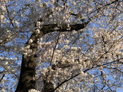 おりょうまこさんの岡倉天心記念公園の投稿写真3