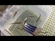 さりーさんのわかさぎ釣船釜鳴屋の投稿写真5