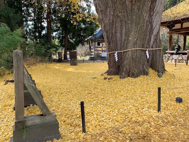 新宮熊野神社 大銀杏_新宮熊野神社