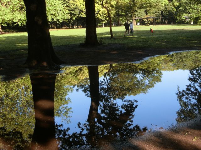 雨の後、元ゴルフ場の面影があります_砧公園