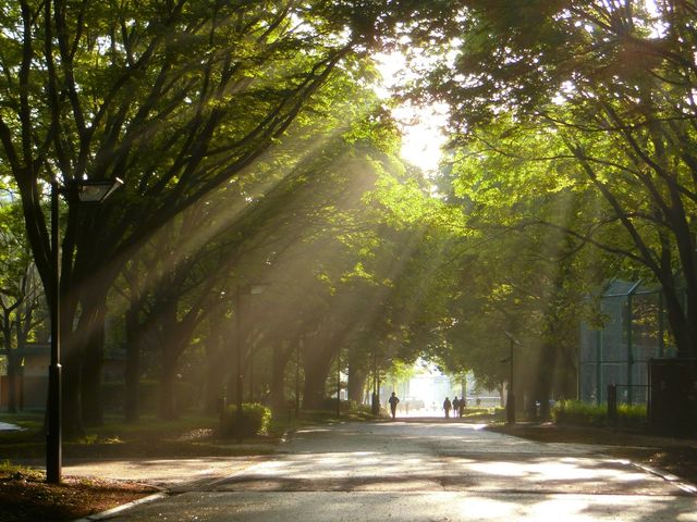 朝の光_砧公園