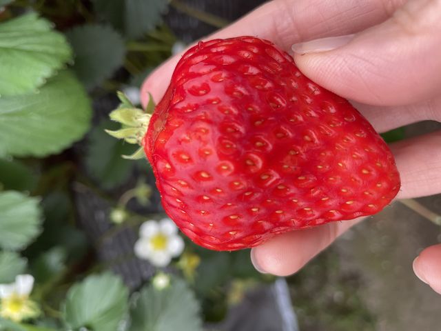 とよのかいちご真っ赤であっまーい!_ストロベリーファーム石田