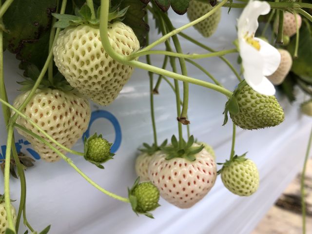 白い天使のいちごです。_アクアイグニス TSUJIGUCHIFARM