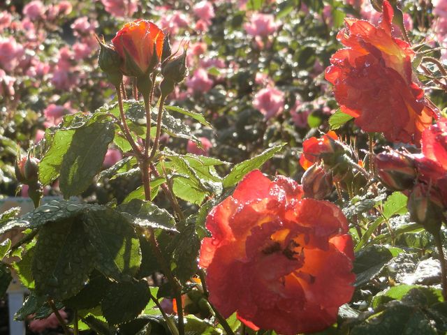 公園東側のバラ園のバラ。
種類が色々あります。_砧公園