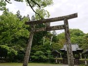 みやびひめさんの日新クスの大木の投稿写真1