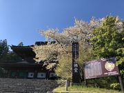 おりょうまこさんの輪王寺の金剛桜の投稿写真1