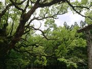 みやびひめさんの日新クスの大木の投稿写真1