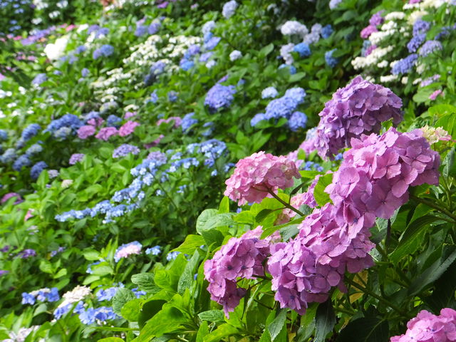 散策路上段の紫陽花_長谷寺 眺望散策路