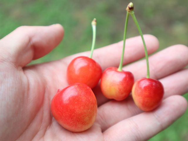 さくらんぼ狩り 3種類(たかさご、なんよう、さとにしき)
たくさん美味しく頂きました。_さくらんぼ狩り AME38 farm(アメミヤファーム)