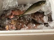 キーさんのいかだ釣りの投稿写真1