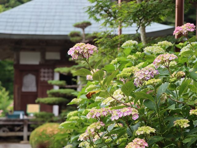 紫陽花と本堂_康徳寺