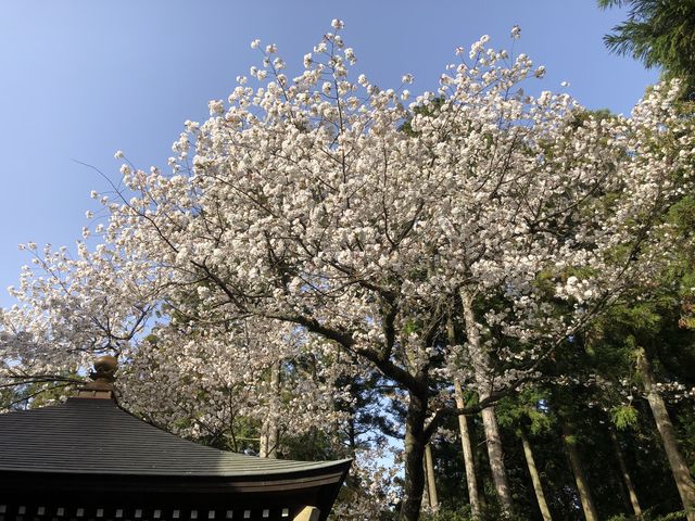 新種の桜_呑山観音寺