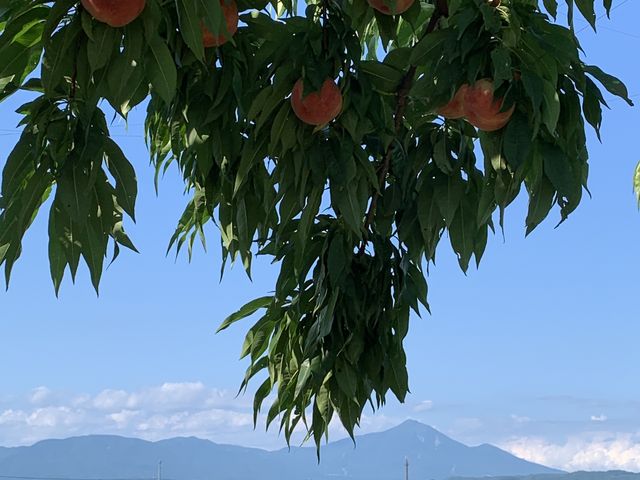 桃と磐梯山の景色が最高!_がぶりガーデン
