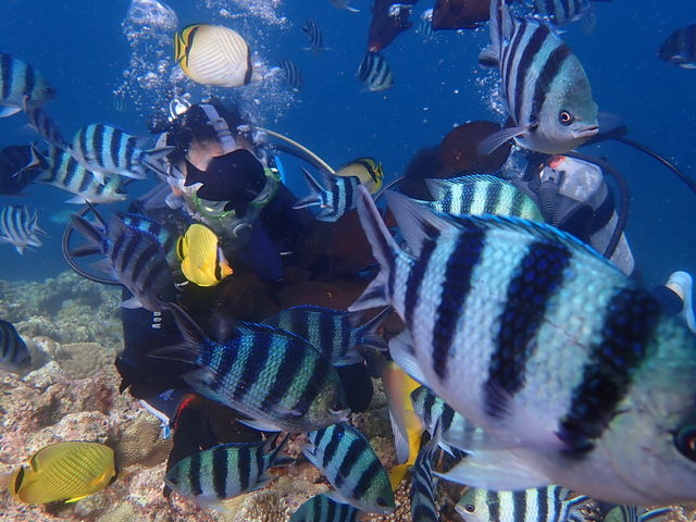 たくさんの魚達!_セブンオーシャンズクラブ