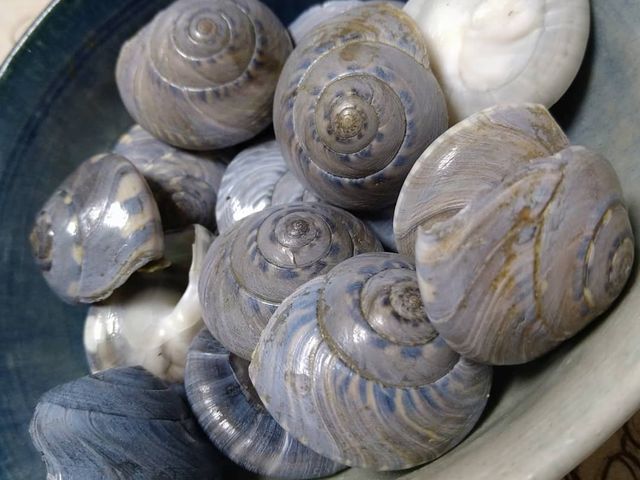 九十九里珍味のながらみ_つじの ウォッセ21直営店
