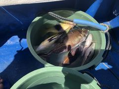 リョウさんの海あしび(海うさぎ丸)への投稿写真1