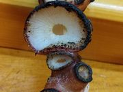 K2さんのとよ寿しの投稿写真8