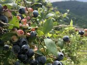 サトプーさんの河津ブルーベリーの里の投稿写真4