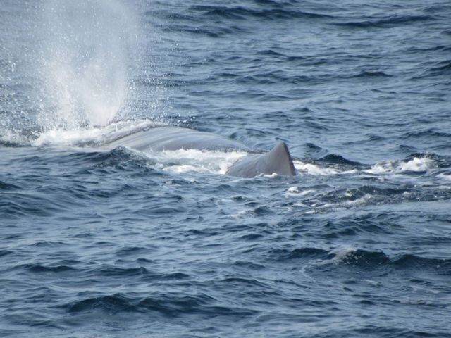 大きなクジラが目の前_株式会社知床アルラン