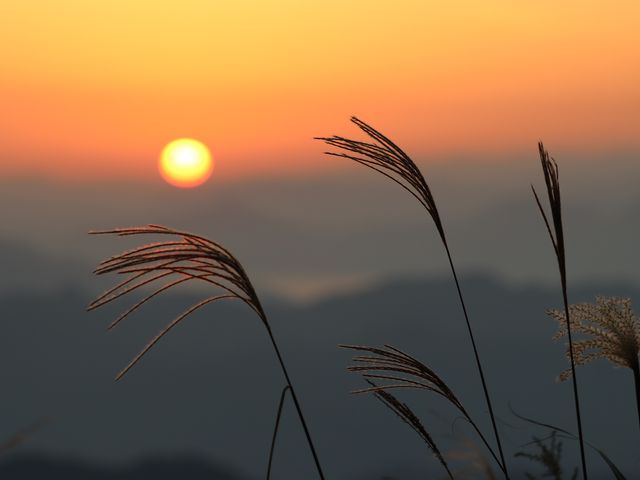 ススキと夕日_灰ヶ峰