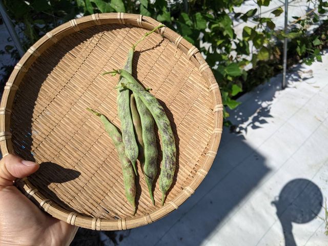 桑の実豆は絶品です_丹羽農園ささやきファーム
