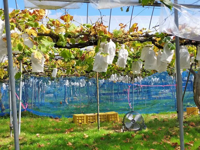 ピオーネ_世羅向井農園