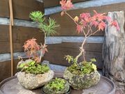 トラさんのチェリーガーデン野草庵の投稿写真2
