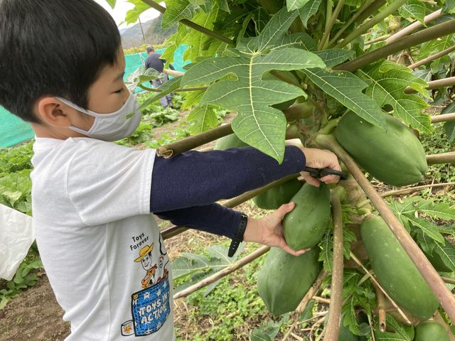 自分で選んで収穫できます。_河浦農園