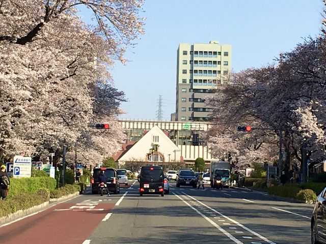 しのさんの大学通りの投稿写真1