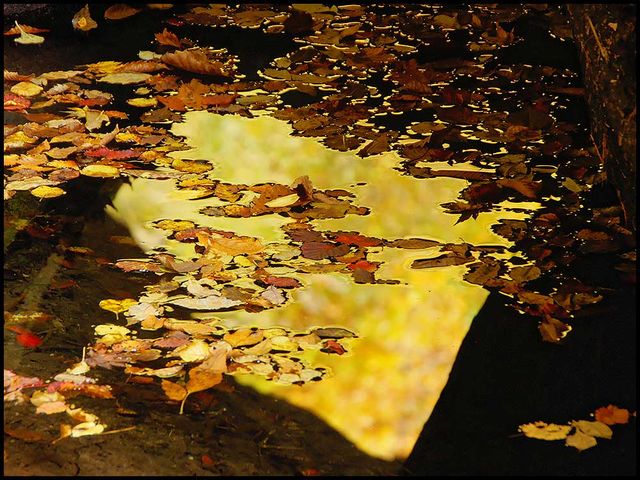 渓谷を歩きながら見つけた秋のスナップ_紅葉川渓谷