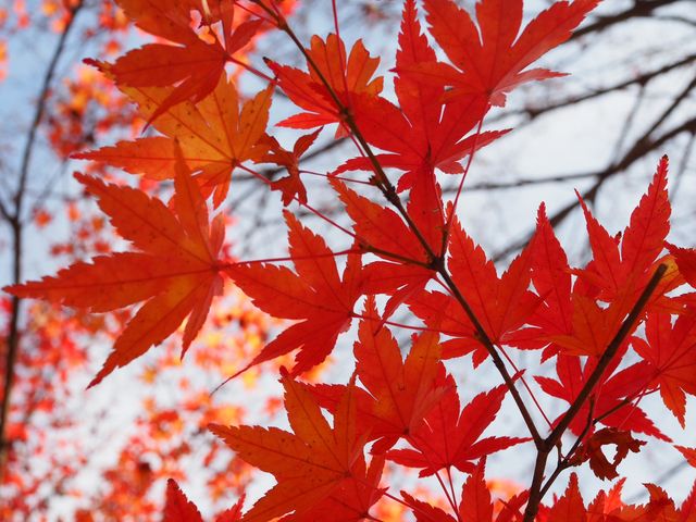 駐車場からの紅葉_陶芸HAZUKI 河口湖店