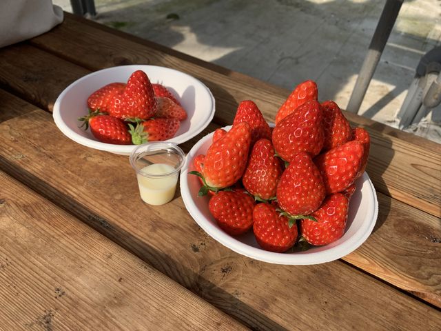 頂いた紙皿に採って、ベンチで食べました!_湾岸ベリーファーム