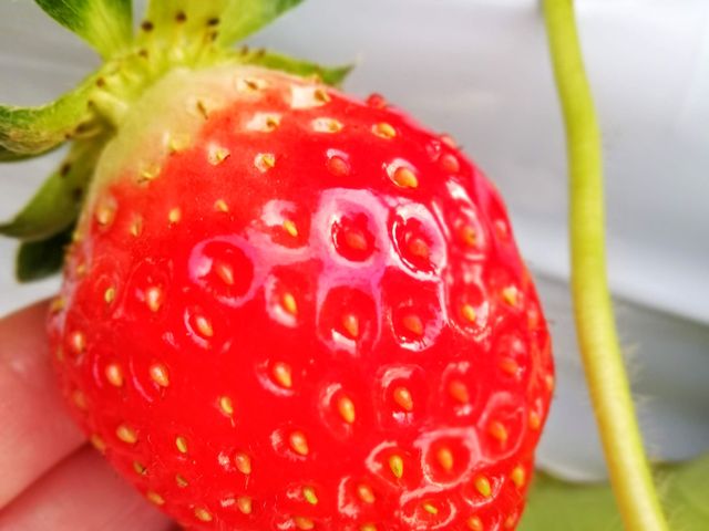 みずみずしくておいしいいちごでした!!_藤井グリーンファーム