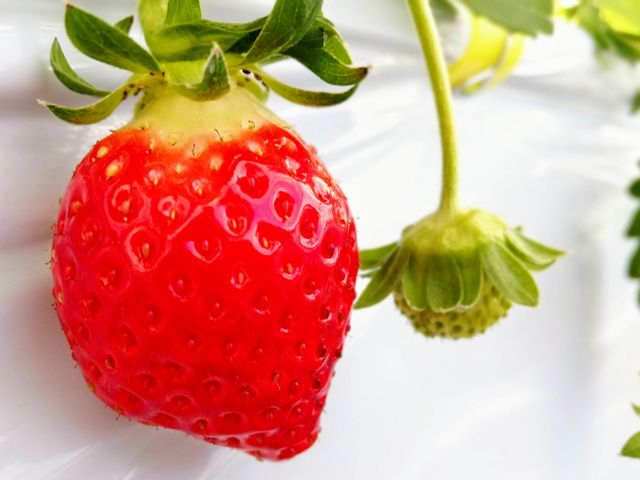 みずみずしくて、おいしかった!_藤井グリーンファーム