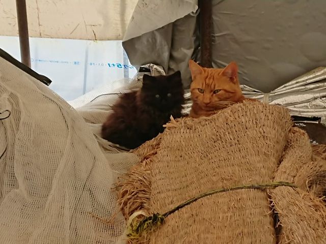 看板ねこちゃんたち_藤井グリーンファーム