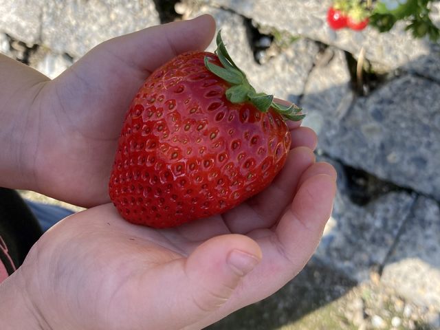 3歳児の手と一緒に。_ありんこFarm