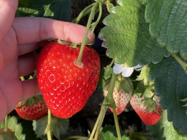 大人の手でもこんなサイズ!とっても大きいです!_ありんこFarm