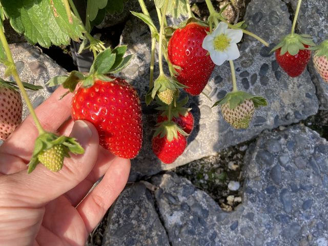 品種のため?紅ほっぺよりやや小粒。でも種まで真っ赤で味がぎゅっと詰まってます!美味しい!!_ありんこFarm