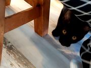 あいこさんのDear Catの投稿写真1