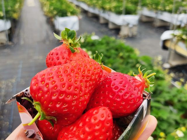 紅ほっぺが一番好みでした。最後の客だったのでイチゴは多くはなかったけど充分にたべれました(^^)_観光園 久ちゃん