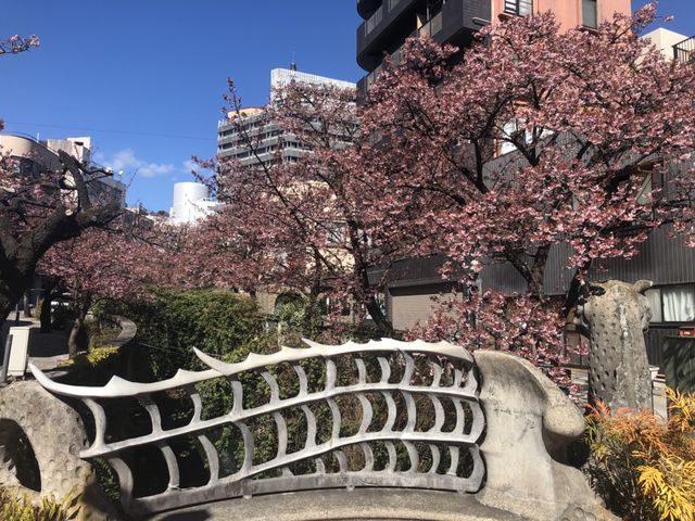 熱海桜 熱海 来宮 糸川遊歩道 メジロ_糸川遊歩道