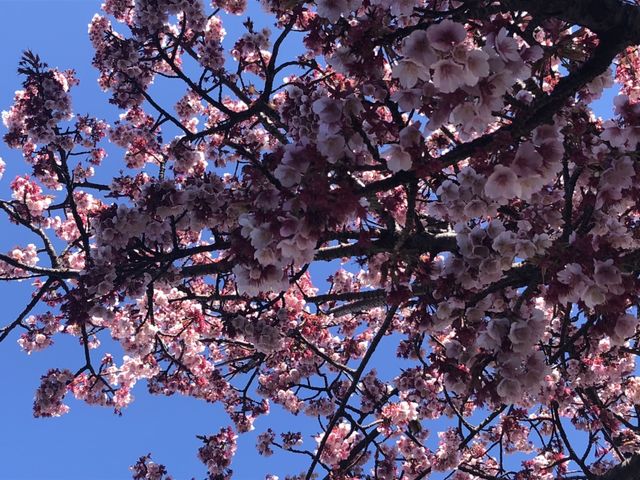 熱海桜 熱海 来宮 糸川遊歩道 メジロ_糸川遊歩道